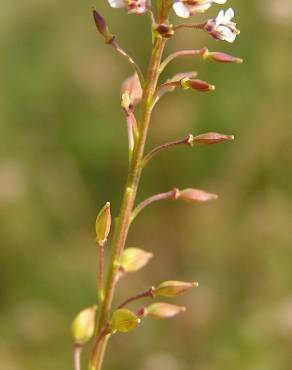 Fotografia 2 da espécie Lepidium graminifolium no Jardim Botânico UTAD