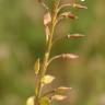 Fotografia 2 da espécie Lepidium graminifolium do Jardim Botânico UTAD