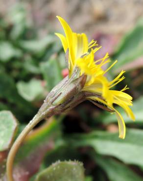 Fotografia 1 da espécie Leontodon saxatilis no Jardim Botânico UTAD