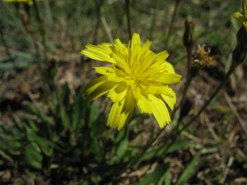 Fotografia da espécie Leontodon saxatilis