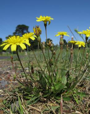 Fotografia 11 da espécie Leontodon saxatilis no Jardim Botânico UTAD