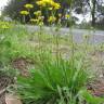 Fotografia 15 da espécie Leontodon saxatilis do Jardim Botânico UTAD