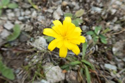 Fotografia da espécie Leontodon saxatilis