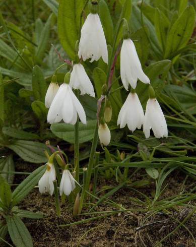 Fotografia de capa Acis trichophylla - do Jardim Botânico