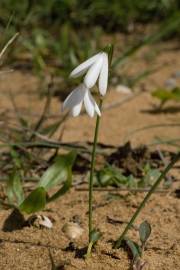 Fotografia da espécie Acis trichophylla