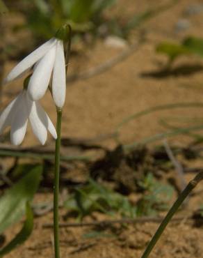 Fotografia 6 da espécie Acis trichophylla no Jardim Botânico UTAD