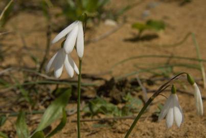 Fotografia da espécie Acis trichophylla