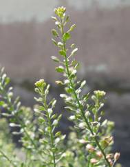 Lepidium ruderale