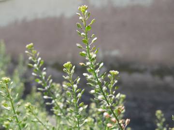 Fotografia da espécie Lepidium ruderale