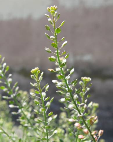 Fotografia de capa Lepidium ruderale - do Jardim Botânico