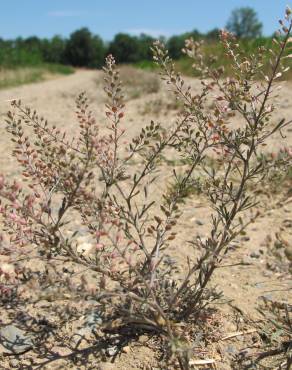 Fotografia 3 da espécie Lepidium ruderale no Jardim Botânico UTAD