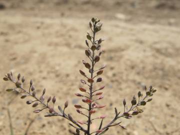 Fotografia da espécie Lepidium ruderale