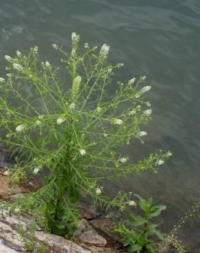 Fotografia 6 da espécie Lepidium ruderale no Jardim Botânico UTAD