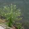 Fotografia 6 da espécie Lepidium ruderale do Jardim Botânico UTAD