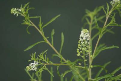 Fotografia da espécie Lepidium ruderale