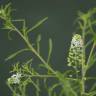 Fotografia 7 da espécie Lepidium ruderale do Jardim Botânico UTAD