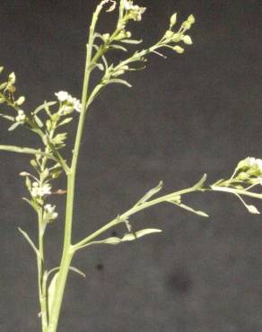 Fotografia 9 da espécie Lepidium ruderale no Jardim Botânico UTAD