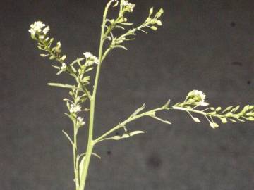 Fotografia da espécie Lepidium ruderale