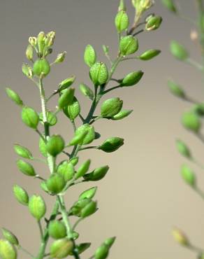 Fotografia 12 da espécie Lepidium ruderale no Jardim Botânico UTAD