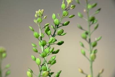 Fotografia da espécie Lepidium ruderale