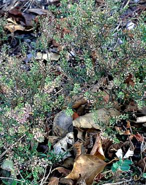 Fotografia 13 da espécie Lepidium ruderale no Jardim Botânico UTAD