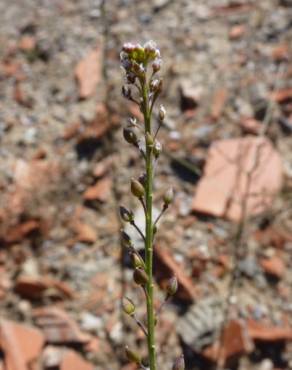 Fotografia 3 da espécie Lepidium graminifolium no Jardim Botânico UTAD