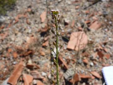 Fotografia da espécie Lepidium graminifolium