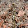 Fotografia 3 da espécie Lepidium graminifolium do Jardim Botânico UTAD