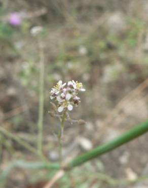 Fotografia 4 da espécie Lepidium graminifolium no Jardim Botânico UTAD