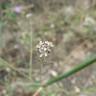 Fotografia 4 da espécie Lepidium graminifolium do Jardim Botânico UTAD