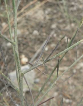 Fotografia 5 da espécie Lepidium graminifolium no Jardim Botânico UTAD