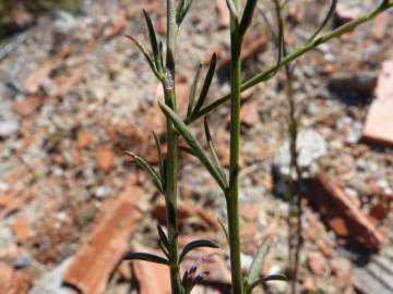 Fotografia da espécie Lepidium graminifolium