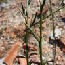 Fotografia 6 da espécie Lepidium graminifolium do Jardim Botânico UTAD