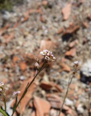 Fotografia 7 da espécie Lepidium graminifolium no Jardim Botânico UTAD