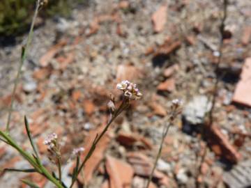 Fotografia da espécie Lepidium graminifolium