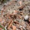 Fotografia 7 da espécie Lepidium graminifolium do Jardim Botânico UTAD