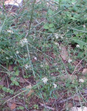 Fotografia 8 da espécie Lepidium graminifolium no Jardim Botânico UTAD