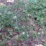 Fotografia 8 da espécie Lepidium graminifolium do Jardim Botânico UTAD