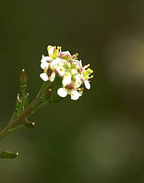 Fotografia 1 da espécie Lepidium graminifolium no Jardim Botânico UTAD