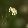 Fotografia 1 da espécie Lepidium graminifolium do Jardim Botânico UTAD