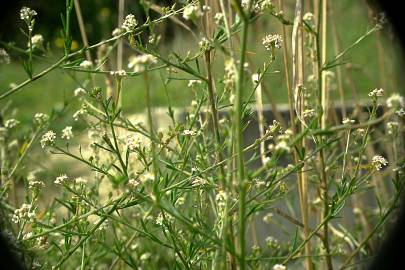 Fotografia da espécie Lepidium graminifolium