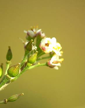 Fotografia 11 da espécie Lepidium graminifolium no Jardim Botânico UTAD