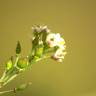 Fotografia 11 da espécie Lepidium graminifolium do Jardim Botânico UTAD