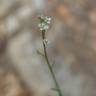 Fotografia 12 da espécie Lepidium graminifolium do Jardim Botânico UTAD
