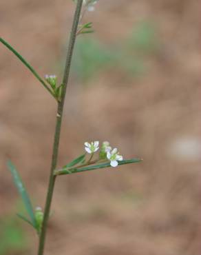 Fotografia 13 da espécie Lepidium graminifolium no Jardim Botânico UTAD