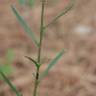 Fotografia 14 da espécie Lepidium graminifolium do Jardim Botânico UTAD