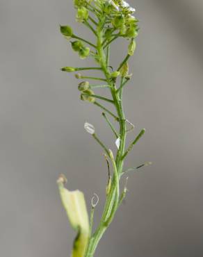 Fotografia 15 da espécie Lepidium graminifolium no Jardim Botânico UTAD