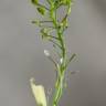 Fotografia 15 da espécie Lepidium graminifolium do Jardim Botânico UTAD