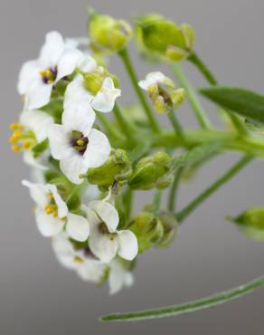 Fotografia 16 da espécie Lepidium graminifolium no Jardim Botânico UTAD