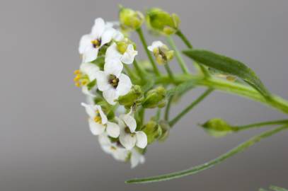 Fotografia da espécie Lepidium graminifolium